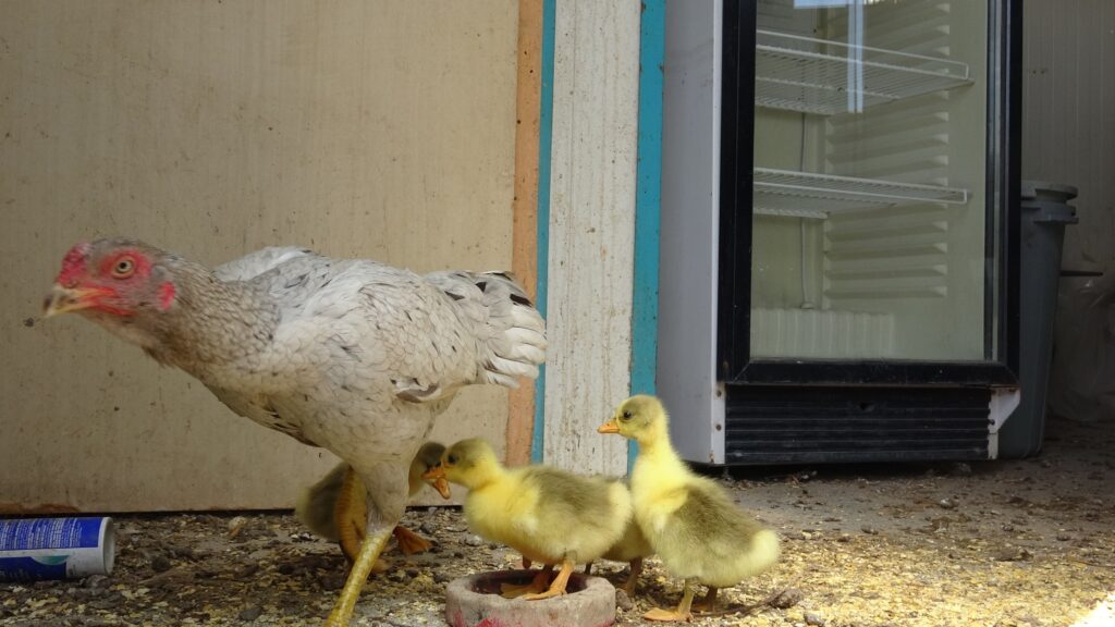 Tavuk kaz yavrularına annelik yapıyor
