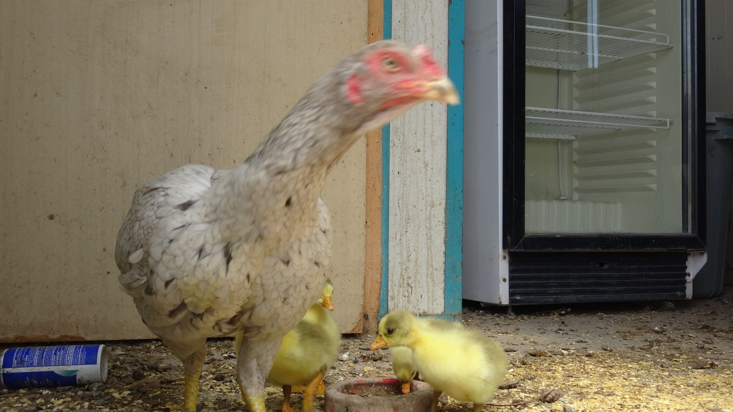 Tavuk kaz yavrularına annelik yapıyor