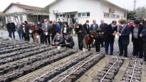 33 bin incir çeliği fidan olmak için toprakla buluştu