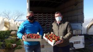 Çilekte sezon başladı, üretici fiyattan memnun