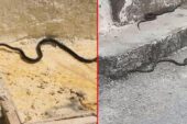 Kara yılan paniği! Farklı noktalardan peş peşe ortaya çıktılar