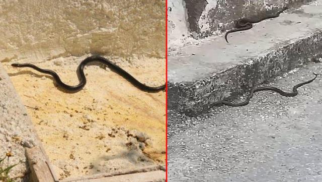 Kara yılan paniği! Farklı noktalardan peş peşe ortaya çıktılar