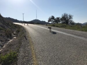 Sokağa hayvan salan Tire Belediyesine 14 bin lira ceza