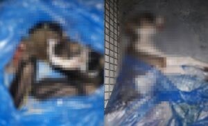 Yavru köpeklerin derisini yüzerek öldürdüler