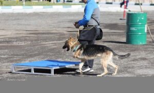 3 ayaklı köpek engelleri tek tek aştı