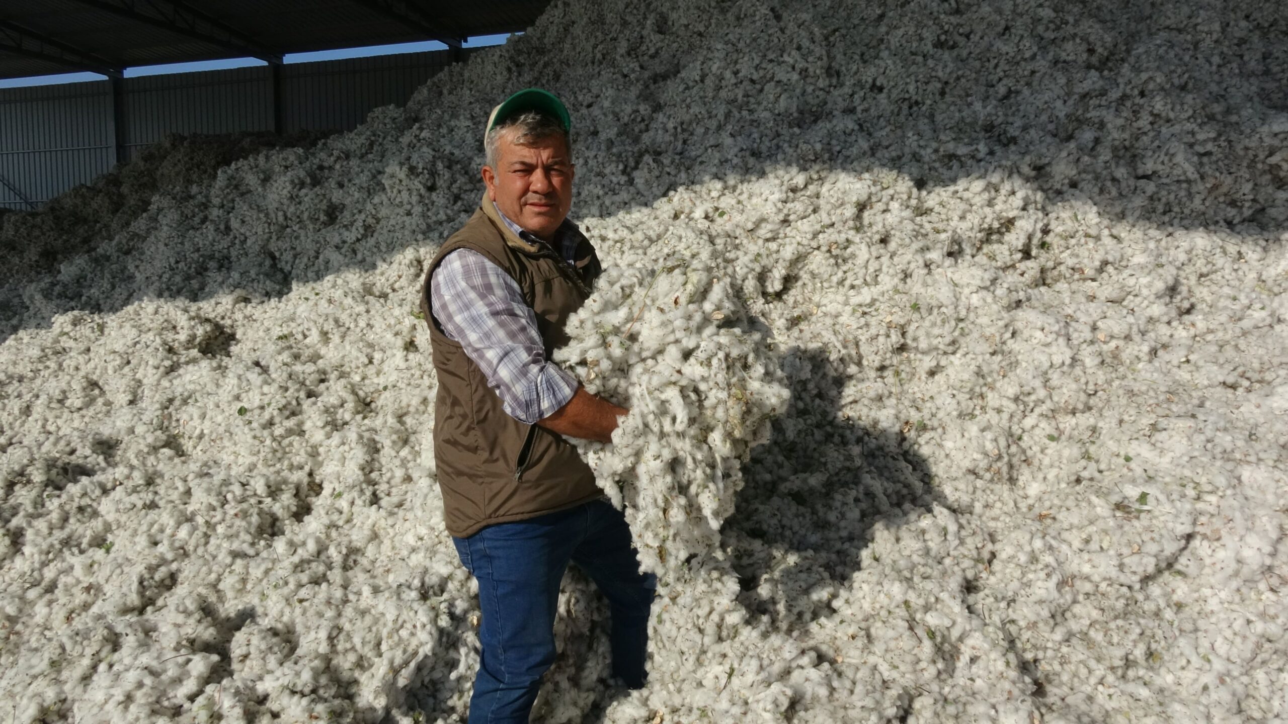 Kurak geçen yıla rağmen pamuk altın yılını yaşıyor
