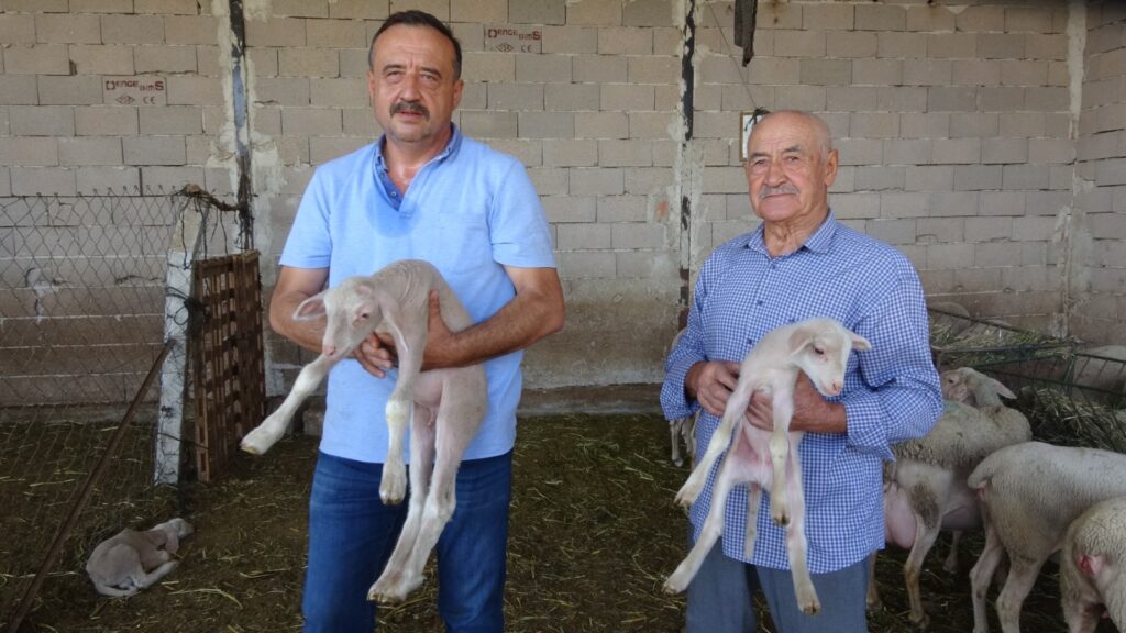 Türkiye Tarım Hayvancılık ve Arıcılık Dayanışma Federasyonu (TAHAP) Genel Başkanı Mustafa Sarıoğlu, çiftliğinde beslediği Fransız kökenli Lacaune cinsi koyunların üretimine devam ederken, “Köylüyü köyünde tutmanın en iyi yollarından biri küçükbaş hayvan yetiştiriciliği ve arıcılıtır” dedi.
