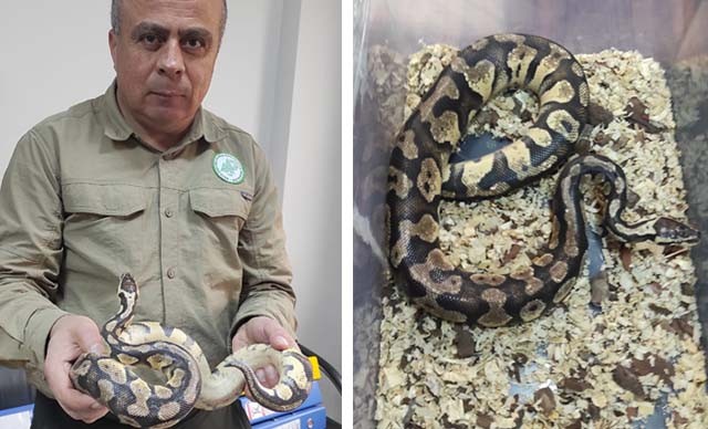 Evinde piton besledi, 8 bin 692 lira ceza yedi