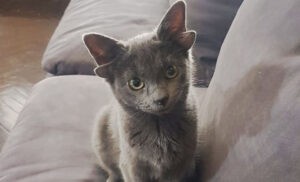 4 kulaklı kedi sosyal medyada 75 bin takipçiye ulaştı