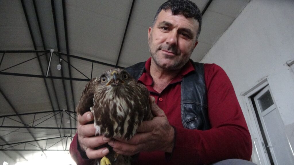 Yörük Başkanı yolda bulduğu Şahin’i ezilmekten kurtardı