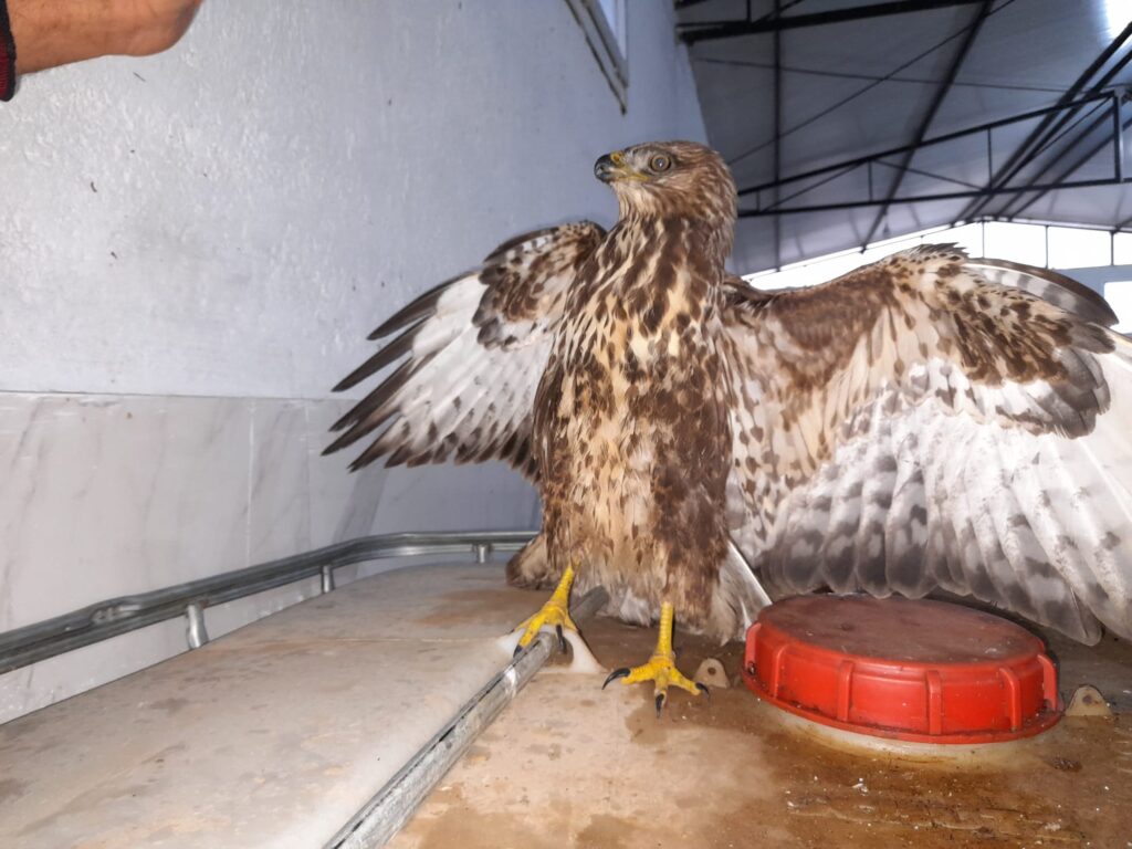 Yörük Başkanı yolda bulduğu Şahin’i ezilmekten kurtardı