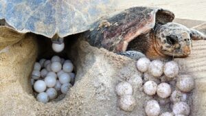 Sıcaklık 1 derece artarsa caretta carettalar dünyaya dişi gelecek