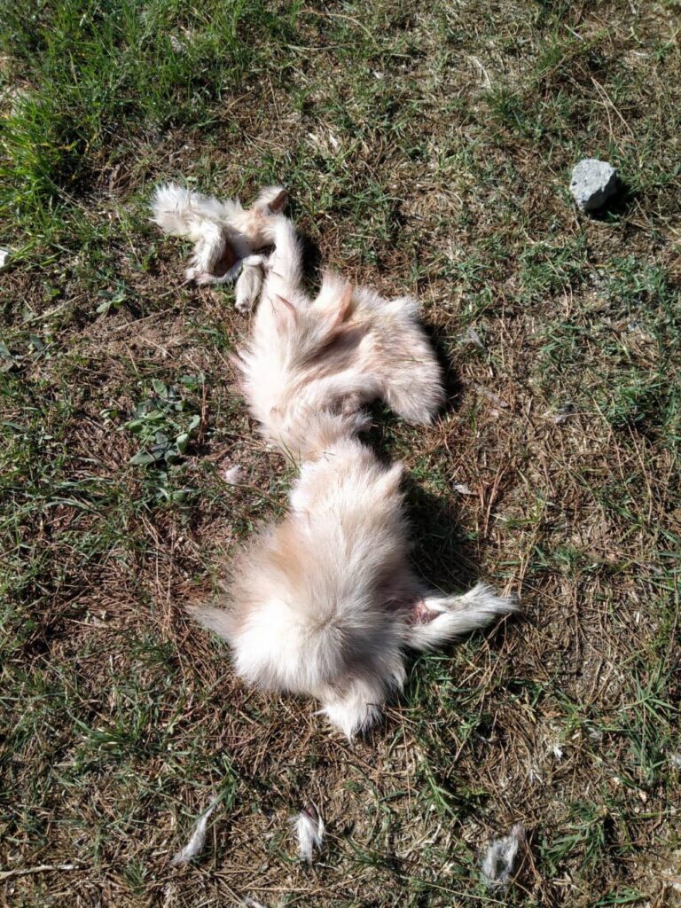 Yüzülmüş köpek derisi ile kedi ölüsü bulundu