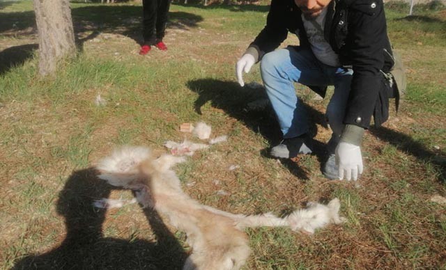 Yüzülmüş köpek derisi ile kedi ölüsü bulundu