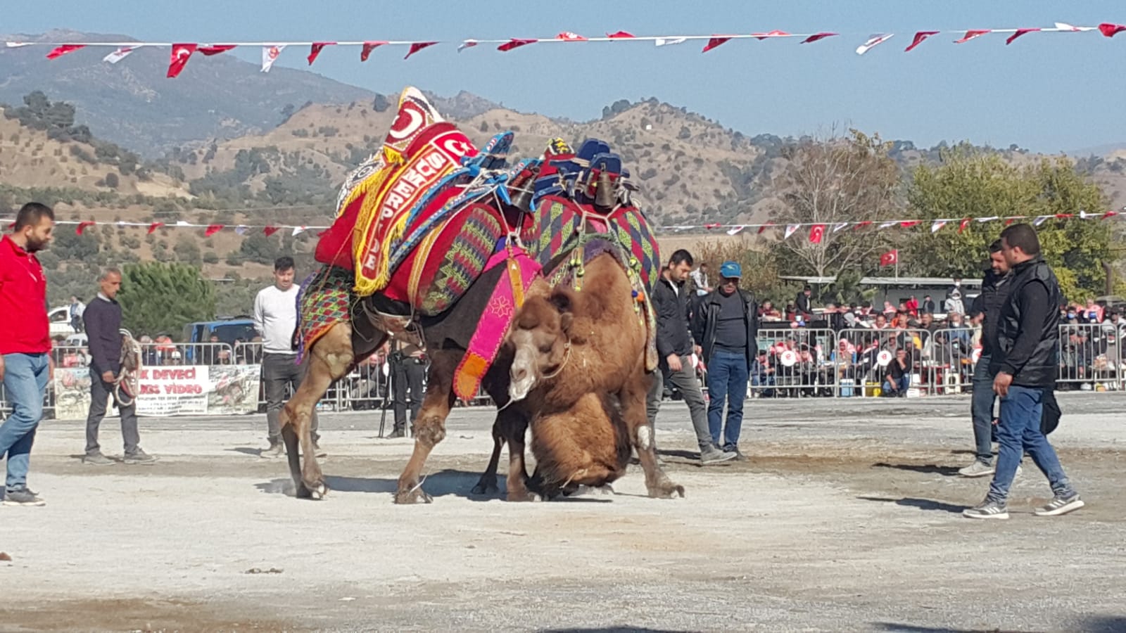 Pehlivan develer 1 yıl aradan sonra yeniden arenaya çıktı