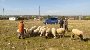 Kaybolan koyunları jandarma buldu