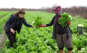 Tarlada kalan 40 bin marul, ihtiyaç sahiplerine ulaştırıldı