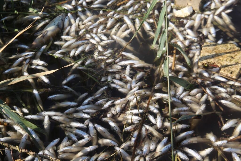 Büyük Menderes Nehri’nde binlerce balık öldü