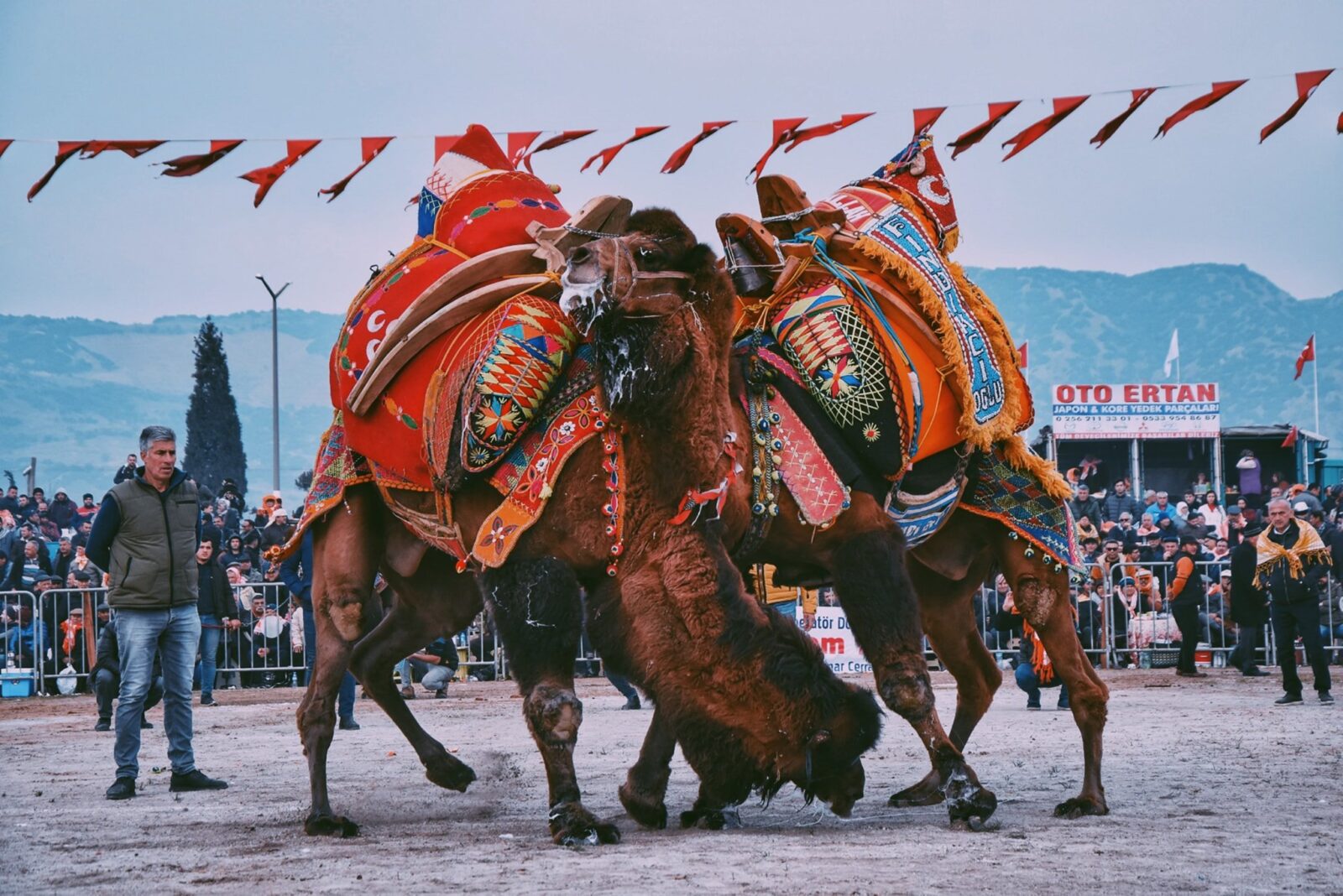 Pehlivan develer İncirliova arenasında kapışacak