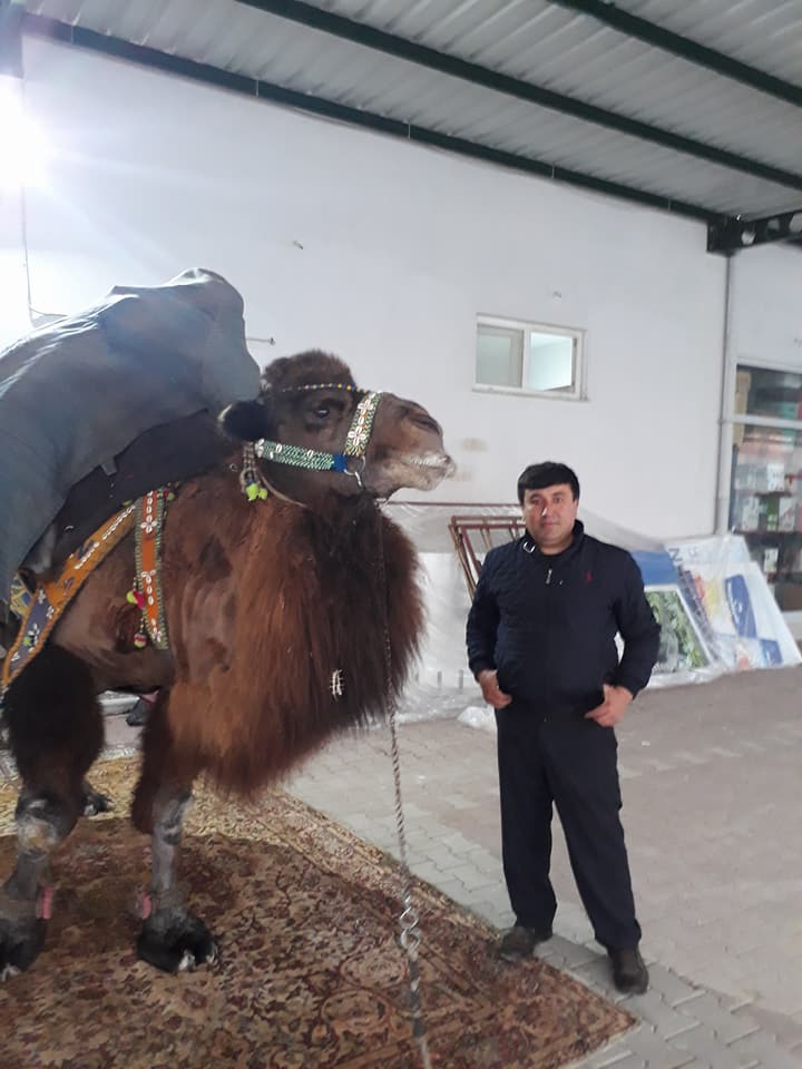 Gezintiye çıkan deve sahibini yaraladı