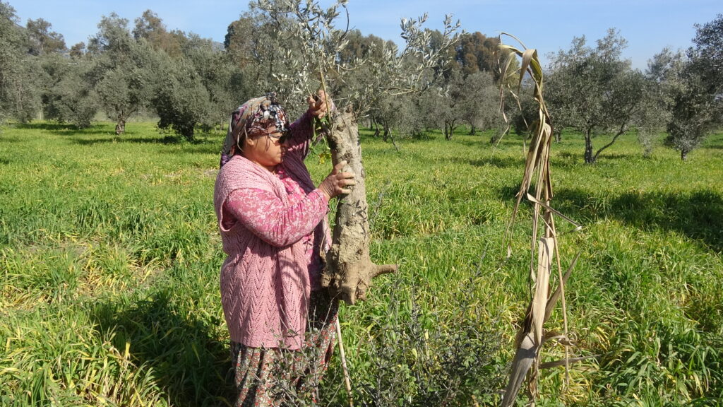 Kadın çiftçi, gübre atmaya geldiği arazisinde şoku yaşadı