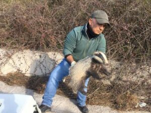 Yaralı atmaca ve porsuğa EKODOSD'tan yardım eli