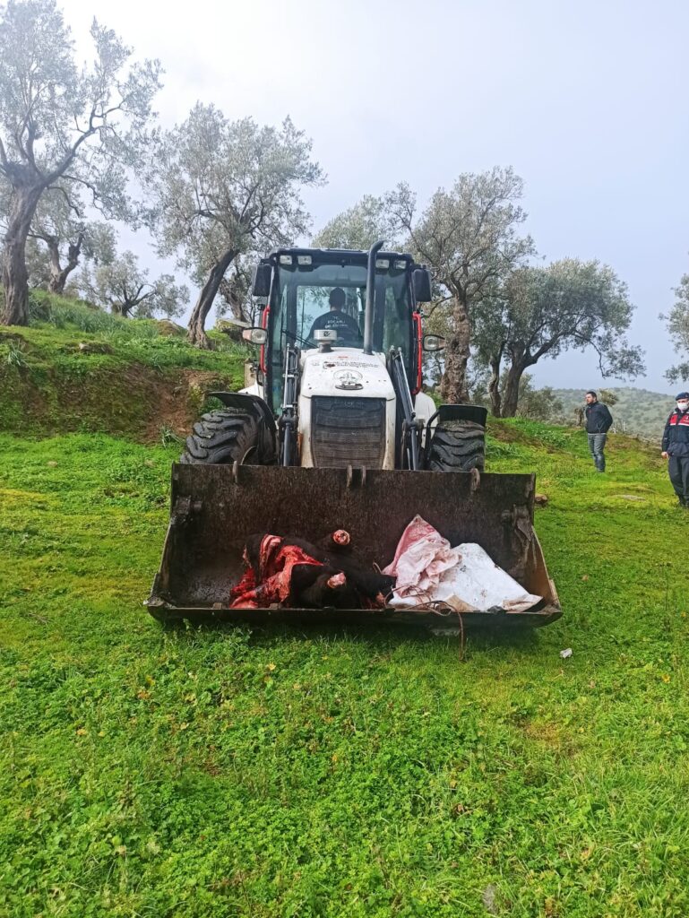 Minibüste kesilmiş büyükbaş hayvan yakalandı