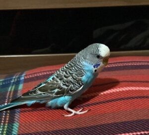 Kaybolan muhabbet kuşunu arıyor
