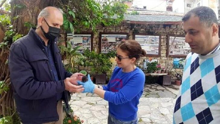 Aydın'da kaya sansarı yavrusuna koruma