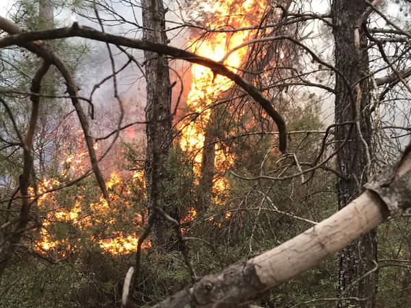 Aydın’da orman yangını 10 dönüm alan yandı