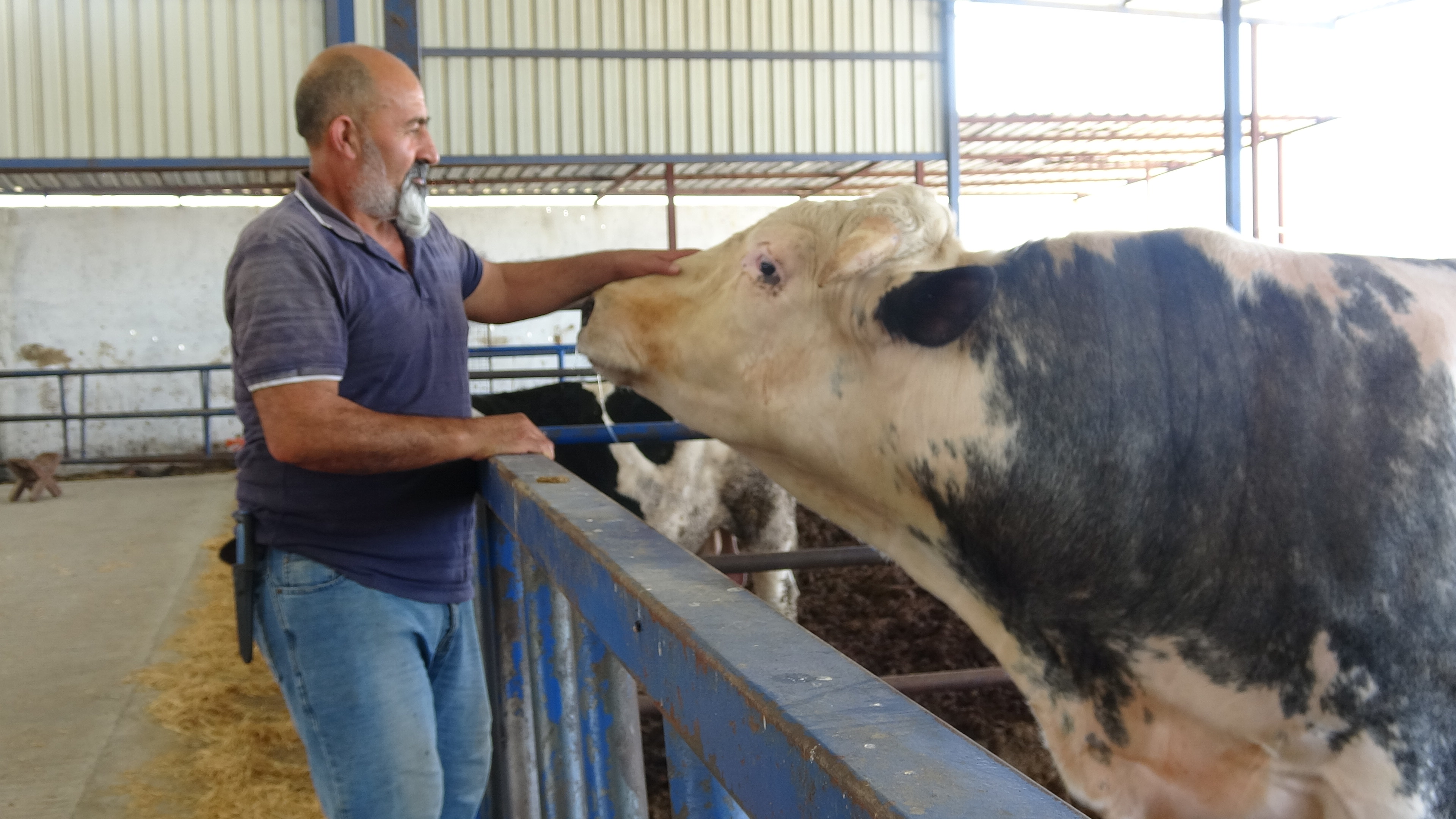 1 ton 200 kiloluk ‘Paşa’ 78 bin liraya satıldı
