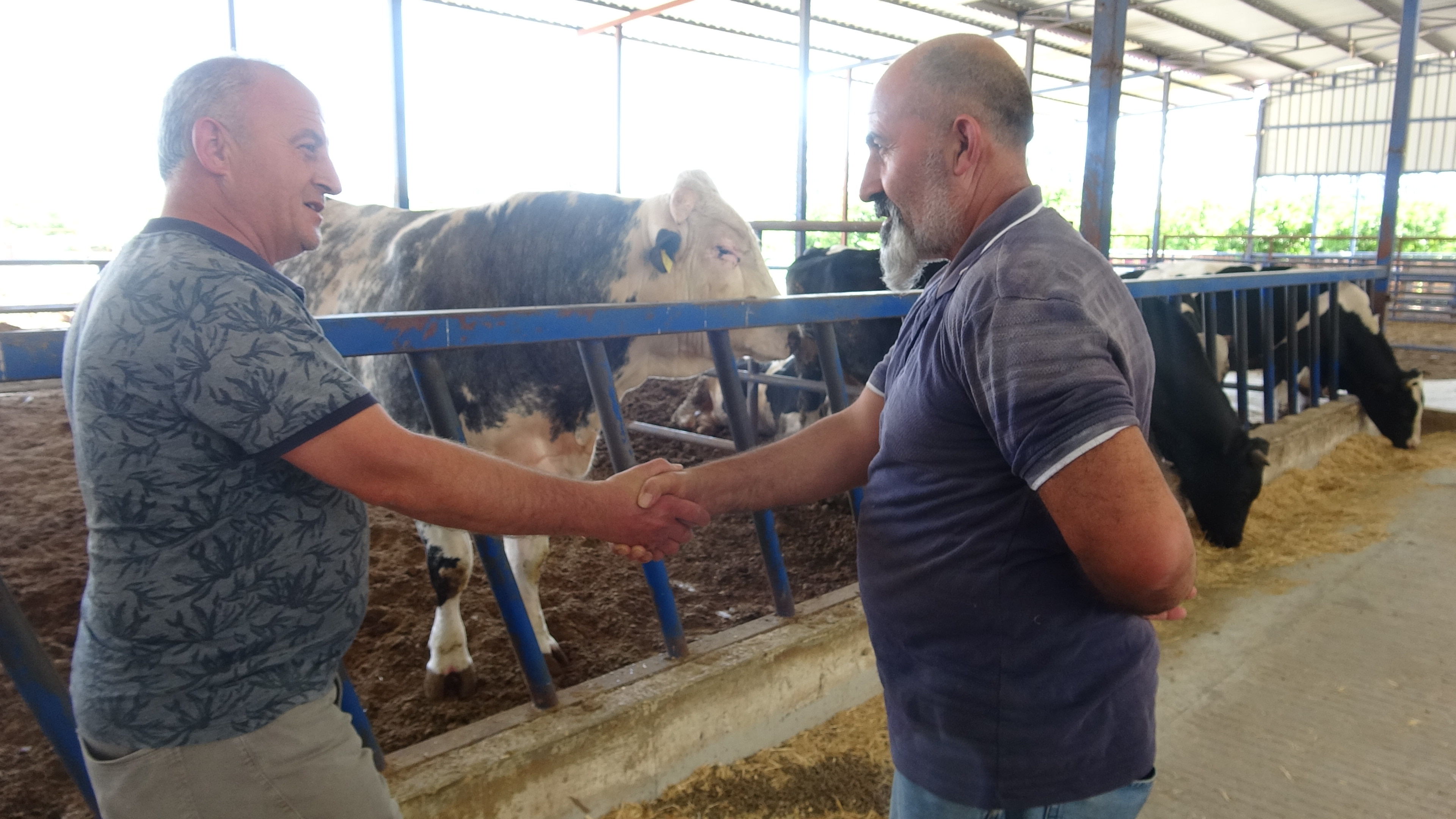 1 ton 200 kiloluk ‘Paşa’ 78 bin liraya satıldı