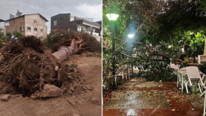 Rüzgar ağaçları kökünden söktü