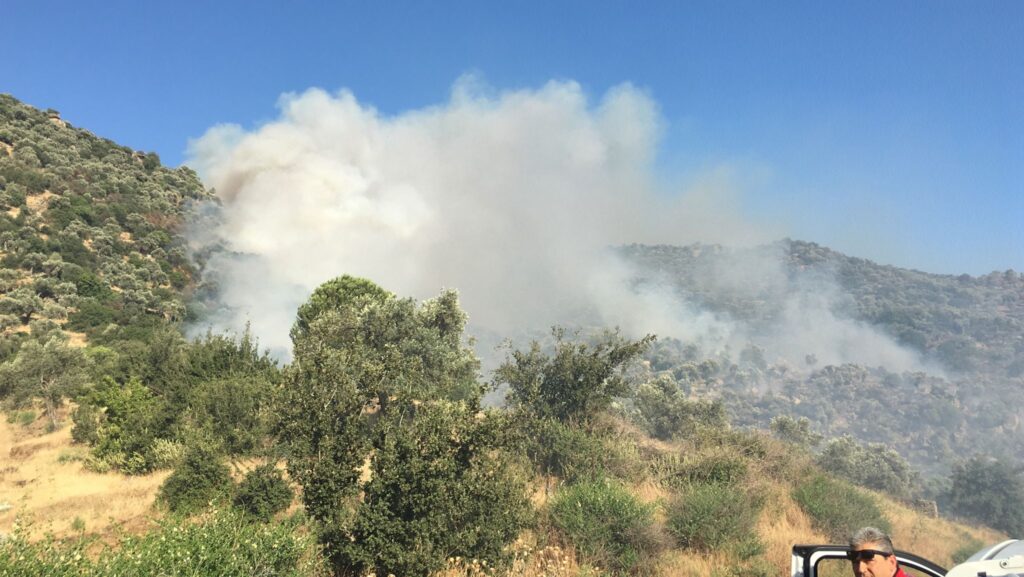 Buğday tarlasında çıkan yangın, zeytinlik alana sıçradı