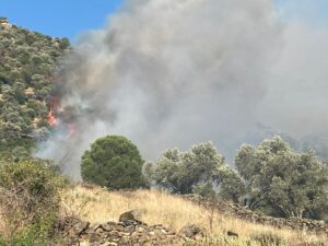 
Buğday tarlasında çıkan yangın, zeytinlik alana sıçradı