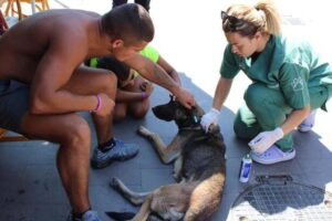 Yaralı olduğunu fark ettikleri köpeği tedavi ettirdiler