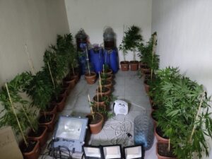 Bahçeye Hint keneviri eken şüpheli tutuklandı
