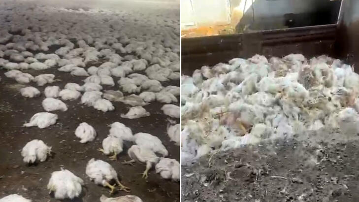 Fan arıza yaptı, 20 bin tavuk öldü