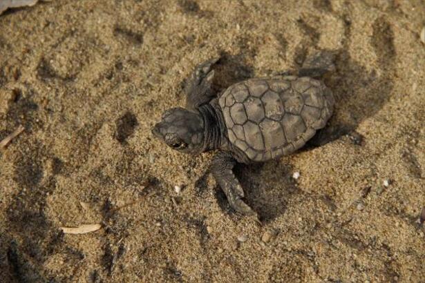 Yolunu şaşıran 67 caretta caretta yavrusu denizle buluşturuldu