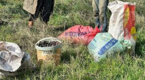 Çaldıkları 155 kilo zeytinle yakalandılar