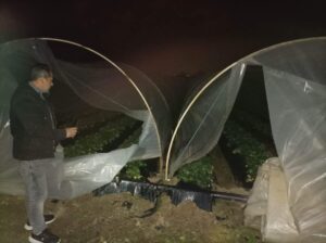 Çilek üreticisi isyanda