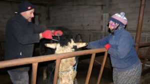 Kurbanlık boğalarını depremzedelere bağışladılar
