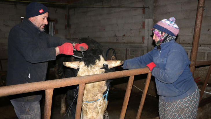 Kurbanlık boğalarını depremzedelere bağışladılar