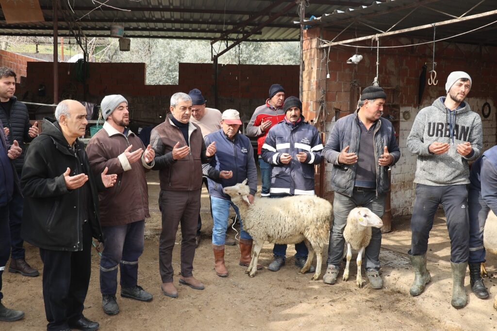 Koçarlı’da vatandaşlar depremzedeler için 25 koyun bağışladı