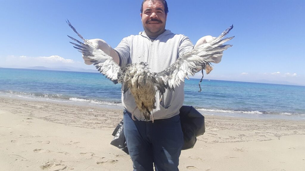 Sahilde 24 yelkovan kuşu ölü bulundu