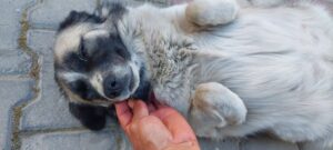Kuşadası hayvan barınağında skandal, doğum için bırakılan köpek kayboldu