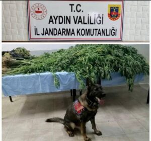 Aydın’ın Efeler İlçesinde jandarma ekipleri 3 şüpheliyi arazide 65 Hint