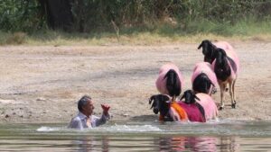 8 asırlık gelenek; koyunlarını nehirden geçirdiler