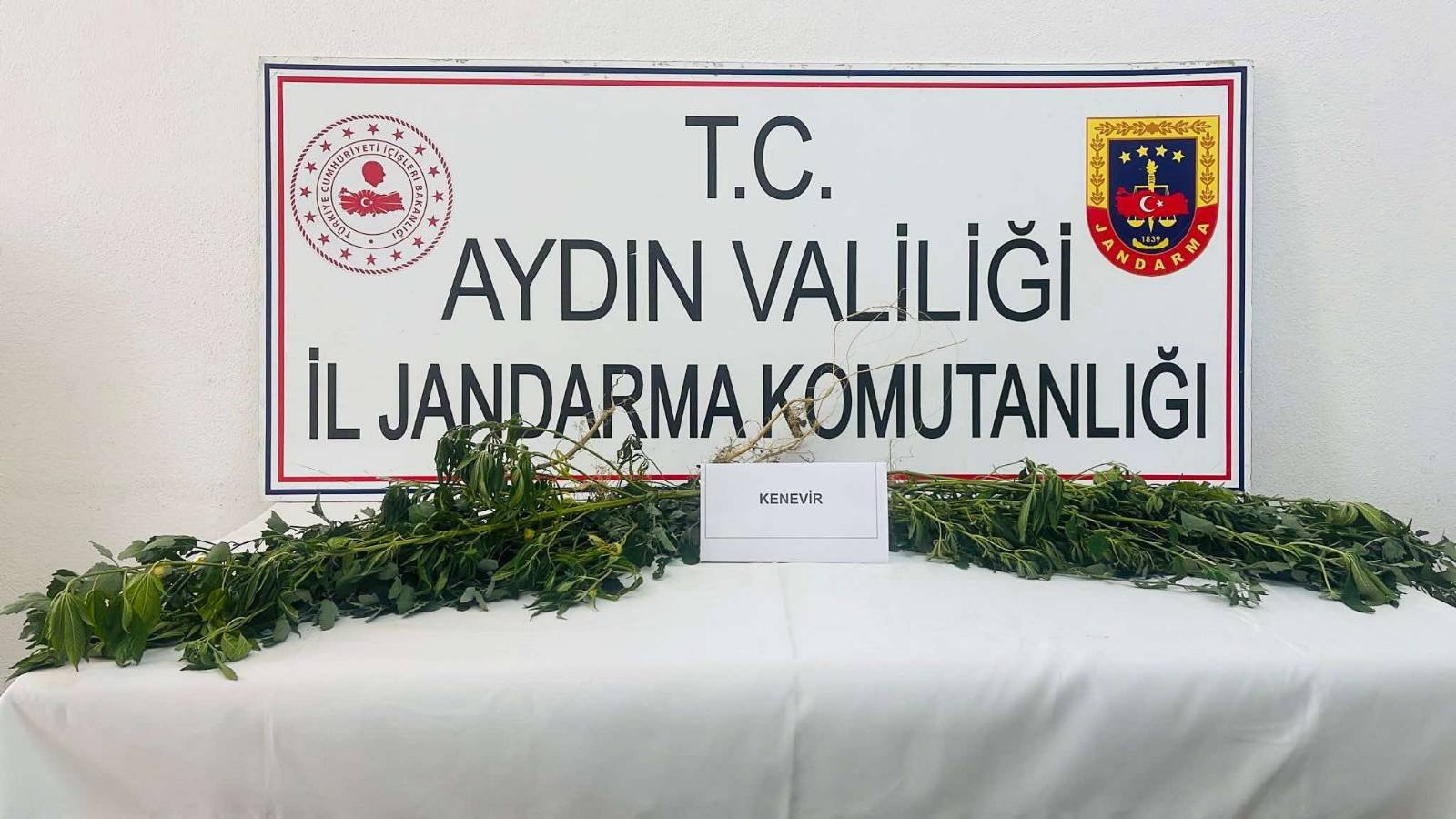 Zeytinlik ve bahçede kenevir yetiştiren 3 şüpheliye gözaltı