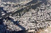 Büyük Menderes Havzası tahliye kanalında binlerce balık öldü